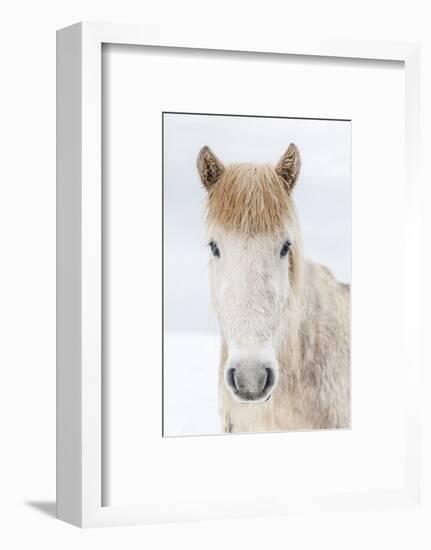 Portrait Icelandic Horse, Iceland. The Icelandic horse is a breed developed in Iceland with many...-Panoramic Images-Framed Photographic Print