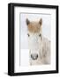 Portrait Icelandic Horse, Iceland. The Icelandic horse is a breed developed in Iceland with many...-Panoramic Images-Framed Photographic Print