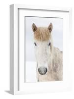Portrait Icelandic Horse, Iceland. The Icelandic horse is a breed developed in Iceland with many...-Panoramic Images-Framed Photographic Print