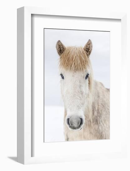 Portrait Icelandic Horse, Iceland. The Icelandic horse is a breed developed in Iceland with many...-Panoramic Images-Framed Photographic Print