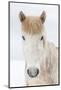 Portrait Icelandic Horse, Iceland. The Icelandic horse is a breed developed in Iceland with many...-Panoramic Images-Mounted Photographic Print