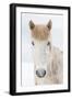 Portrait Icelandic Horse, Iceland. The Icelandic horse is a breed developed in Iceland with many...-Panoramic Images-Framed Photographic Print