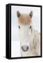 Portrait Icelandic Horse, Iceland-Arctic-Images-Framed Stretched Canvas
