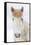 Portrait Icelandic Horse, Iceland-Arctic-Images-Framed Stretched Canvas