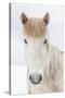 Portrait Icelandic Horse, Iceland-Arctic-Images-Stretched Canvas