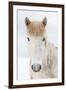 Portrait Icelandic Horse, Iceland-Arctic-Images-Framed Photographic Print