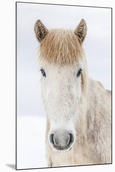 Portrait Icelandic Horse, Iceland-Arctic-Images-Mounted Photographic Print