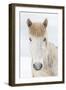 Portrait Icelandic Horse, Iceland-Arctic-Images-Framed Photographic Print