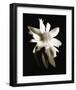 Portrait in White II-John Rehner-Framed Art Print