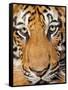 Portrait, Indochinese Tiger or Corbett's Tiger (Panthera Tigris Corbetti), Thailand-Peter Adams-Framed Stretched Canvas