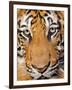 Portrait, Indochinese Tiger or Corbett's Tiger (Panthera Tigris Corbetti), Thailand-Peter Adams-Framed Photographic Print