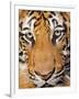 Portrait, Indochinese Tiger or Corbett's Tiger (Panthera Tigris Corbetti), Thailand-Peter Adams-Framed Photographic Print