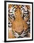 Portrait, Indochinese Tiger or Corbett's Tiger (Panthera Tigris Corbetti), Thailand-Peter Adams-Framed Photographic Print