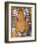 Portrait, Indochinese Tiger or Corbett's Tiger (Panthera Tigris Corbetti), Thailand-Peter Adams-Framed Photographic Print
