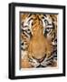 Portrait, Indochinese Tiger or Corbett's Tiger (Panthera Tigris Corbetti), Thailand-Peter Adams-Framed Photographic Print