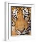 Portrait, Indochinese Tiger or Corbett's Tiger (Panthera Tigris Corbetti), Thailand-Peter Adams-Framed Photographic Print