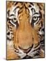 Portrait, Indochinese Tiger or Corbett's Tiger (Panthera Tigris Corbetti), Thailand-Peter Adams-Mounted Photographic Print