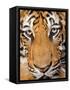 Portrait, Indochinese Tiger or Corbett's Tiger (Panthera Tigris Corbetti), Thailand-Peter Adams-Framed Stretched Canvas