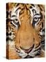 Portrait, Indochinese Tiger or Corbett's Tiger (Panthera Tigris Corbetti), Thailand-Peter Adams-Stretched Canvas