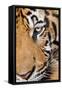 Portrait, Indochinese Tiger or Corbett's Tiger, Thailand-Peter Adams-Framed Stretched Canvas