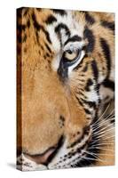 Portrait, Indochinese Tiger or Corbett's Tiger, Thailand-Peter Adams-Stretched Canvas