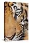 Portrait, Indochinese Tiger or Corbett's Tiger, Thailand-Peter Adams-Stretched Canvas