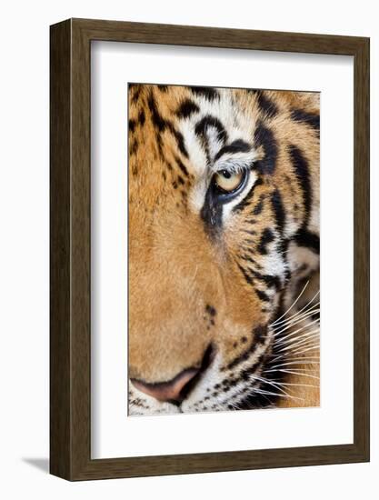 Portrait, Indochinese Tiger or Corbett's Tiger, Thailand-Peter Adams-Framed Photographic Print