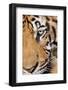 Portrait, Indochinese Tiger or Corbett's Tiger, Thailand-Peter Adams-Framed Photographic Print