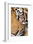 Portrait, Indochinese Tiger or Corbett's Tiger, Thailand-Peter Adams-Framed Photographic Print