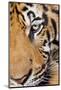 Portrait, Indochinese Tiger or Corbett's Tiger, Thailand-Peter Adams-Mounted Photographic Print