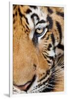 Portrait, Indochinese Tiger or Corbett's Tiger, Thailand-Peter Adams-Framed Photographic Print