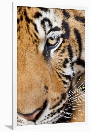 Portrait, Indochinese Tiger or Corbett's Tiger, Thailand-Peter Adams-Framed Photographic Print