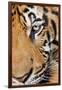 Portrait, Indochinese Tiger or Corbett's Tiger, Thailand-Peter Adams-Framed Photographic Print