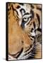 Portrait, Indochinese Tiger or Corbett's Tiger, Thailand-Peter Adams-Framed Stretched Canvas