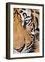 Portrait, Indochinese Tiger or Corbett's Tiger, Thailand-Peter Adams-Framed Photographic Print