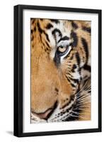 Portrait, Indochinese Tiger or Corbett's Tiger, Thailand-Peter Adams-Framed Photographic Print