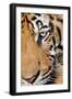 Portrait, Indochinese Tiger or Corbett's Tiger, Thailand-Peter Adams-Framed Photographic Print