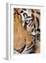 Portrait, Indochinese Tiger or Corbett's Tiger, Thailand-Peter Adams-Framed Photographic Print