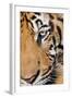 Portrait, Indochinese Tiger or Corbett's Tiger, Thailand-Peter Adams-Framed Photographic Print