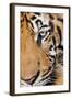 Portrait, Indochinese Tiger or Corbett's Tiger, Thailand-Peter Adams-Framed Photographic Print