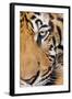 Portrait, Indochinese Tiger or Corbett's Tiger, Thailand-Peter Adams-Framed Photographic Print