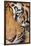 Portrait, Indochinese Tiger or Corbett's Tiger, Thailand-Peter Adams-Framed Premium Photographic Print