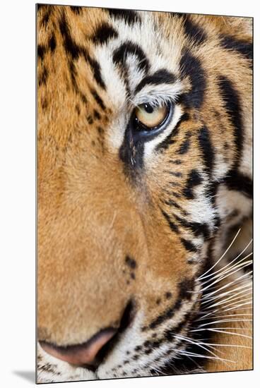 Portrait, Indochinese Tiger or Corbett's Tiger, Thailand-Peter Adams-Mounted Premium Photographic Print
