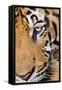 Portrait, Indochinese Tiger or Corbett's Tiger, Thailand-Peter Adams-Framed Stretched Canvas