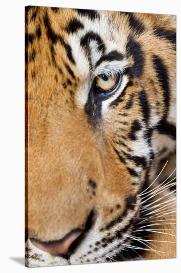 Portrait, Indochinese Tiger or Corbett's Tiger, Thailand-Peter Adams-Stretched Canvas