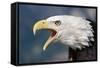 Portrait of a Bald Eagle-W. Perry Conway-Framed Stretched Canvas