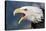 Portrait of a Bald Eagle-W. Perry Conway-Stretched Canvas