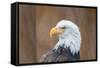 Portrait of a Bald Eagle-JHVEPhoto-Framed Stretched Canvas