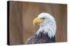 Portrait of a Bald Eagle-JHVEPhoto-Stretched Canvas