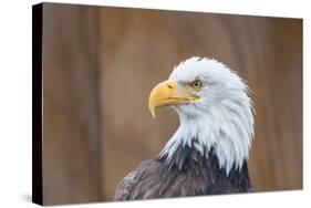 Portrait of a Bald Eagle-JHVEPhoto-Stretched Canvas